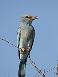 European Roller (Coracias Garrulus)  Kruger National Park  South Africa  Africa