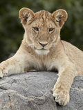 Lion (Panthera Leo) Cub  Serengeti National Park  Tanzania  East Africa  Africa