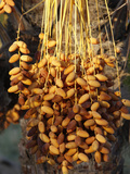 Date Palm  Douz  Kebili  Tunisia  North Africa  Africa