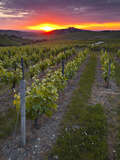 Vineyards  Sancerre  Cher  Loire Valley  Centre  France  Europe