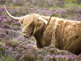 Highland Cow Grazing Among Heather Near Drinan  on Road to Elgol  Isle of Skye  Highlands  Scotland