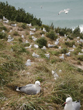 Royal Albatross Centre  Dunedin  Otago Peninsula  South Island  New Zealand  Pacific