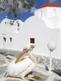 White Pelican in Mykonos Town  Island of Mykonos  Cyclades  Greek Islands  Greece  Europe