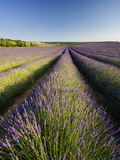 Lavender Fields  Provence  France  Europe