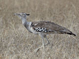 Kori Bustard (Ardeotis Kori)  Kruger National Park  South Africa  Africa