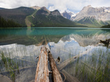 Fallen Tree Trunks  Emerald Lake  Yoho National Park  UNESCO World Heritage Site  British Columbia 
