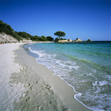 Palombaggia Beach  Near Porto Vecchio  South East Corsica  Corsica  France  Mediterranean  Europe