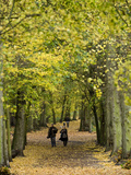 Hampstead Heath  North London  England  United Kingdom  Europe