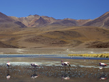 Flamingos Drinking in a Lagoon  South West Bolivia  South America