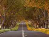 The Winding Road Through the Beech Avenue at Kingston Lacy  Dorset  England  United Kingdom  Europe