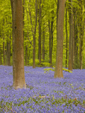 Bluebells Beneath Trees  West Woods  Wiltshire  England  United Kingdom  Europe