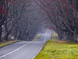 Beech Avenue  Kingston Lacy  Dorset  England  United Kingdom  Europe