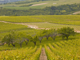 Irancy  Burgundy  France  Europe