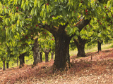 Cherry Trees  Irancy  Burgundy  France  Europe