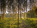 The Morning Light Through a Plantation of Plane Trees in the Indre-Et-Loire  Loire Valley  France  