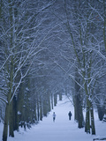 Hampstead Heath in Winter  London  England  United Kingdom  Europe