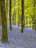 Bluebells  Delcombe Wood  Dorset  England  United Kingdom  Europe