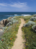 Coastal Path with Spring Flowers  Near Chania  Chania Region  Crete  Greek Islands  Greece  Europe