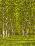 Trees Near Fontaines-En-Sologne  Loir-Et-Cher  Centre  France  Europe