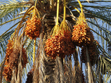 Date Palms  Douz  Kebili  Tunisia  North Africa  Africa
