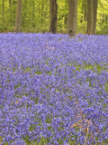 Bluebells Beneath Trees  West Woods  Wiltshire  England  United Kingdom  Europe