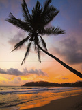 Sunset and Palm Tree and the Western Point of the South Coast Surf Beach at Mirissa  Near Matara  S