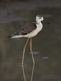 Immature Black-Winged Stilt (Himantopus Himantopus)  Kgalagadi Transfrontier Park  Encompassing For