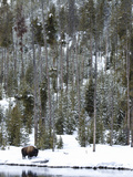 Bison (Bison Bison) Standing on Snowy Riverbank  Yellowstone National Park  UNESCO World Heritage S