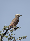 Rufus-Crowned Roller (Purple Roller) (Coracias Naevia)  Kgalagadi Transfrontier Park  Encompassing 