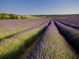Lavender Fields  Provence  France  Europe