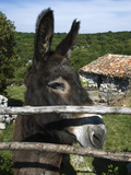 Donkey in Rural Setting  Cres Island  Kvarner Gulf  Croatia  Europe
