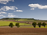 Trees and Fields in Burgundy  France  Europe
