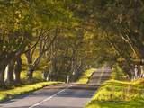 The Winding Road Through the Beech Avenue at Kingston Lacy  Dorset  England  United Kingdom  Europe