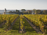 Vineyards Near to the Chateau of Chinon  Indre-Et-Loire  Loire Valley  France  Europe