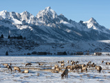 Elk (Cervus Canadensis) with Antlers  Snow-Covered Teton Mountains in the Background  Elk Wildlife 