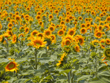 Fields of Sunflowers in the Loire Valley  France  Europe