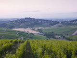 The Vineyards of Sancerre before Sunrise  Cher  Loire Valley  Centre  France  Europe