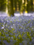Bluebells  Hillfield Hill  Dorset  England  United Kingdom  Europe