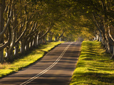The Winding Road Through the Beech Avenue at Kingston Lacy  Dorset  England  United Kingdom  Europe