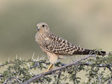 Immature Greater Kestrel (White-Eyed Kestrel) (Falco Rupicoloides)  Kgalagadi Transfrontier Park  F