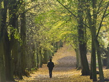 Hampstead Heath  North London  England  United Kingdom  Europe