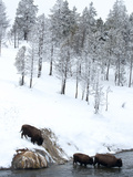 American Bison (Bison Bison) Crossing a River in Yellowstone National Park in Winter  UNESCO World 