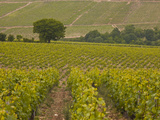 Vineyards  Prehy  Burgundy  France  Europe
