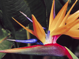 Bird of Paradise  Maui  Hawaii  USA