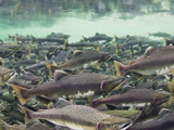 Spawning Chum and Red Salmon Near Kuliak Bay in Late Summer  Katmai National Park  Alaska  Usa