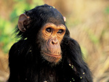 Young Chimpanzee Male  Gombe National Park  Tanzania