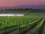 Sunrise in Distant Fog  Carnaros  Napa Valley  California  USA