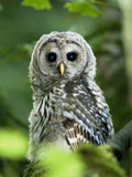 Juvenile Barred Owl  Strix Varia  Stanley Park  British Columbia  Canada