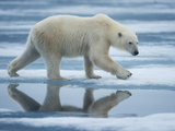 Polar Bear Walking across Melting Fjord Ice in Sabinebukta Bay  Nordaustlandet  Svalbard  Norway