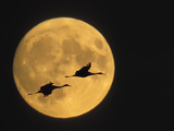 Sandhill Cranes Flying in Front of Full Moon  Bosque Del Apache National Wildlife Reserve